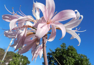 Flowering on Flower Valley Farm